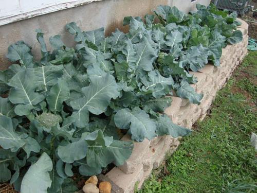 Как растет брокколи. Посадка на рассаду, сроки посева