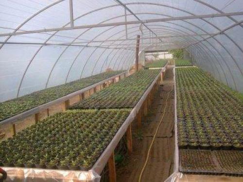 Устройство грядок внутри теплицы. Устройство грядок и проходов