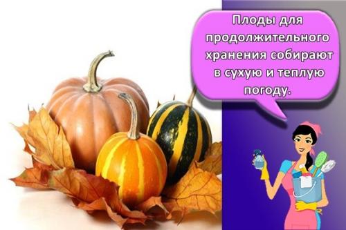 Длительное хранение тыквы. Как и сколько можно в домашних условиях хранить тыкву, правила и сроки