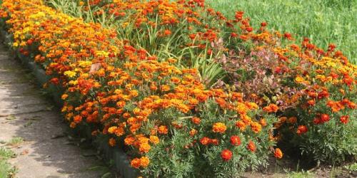 Что есть землеройка. Образ жизни и питание 03