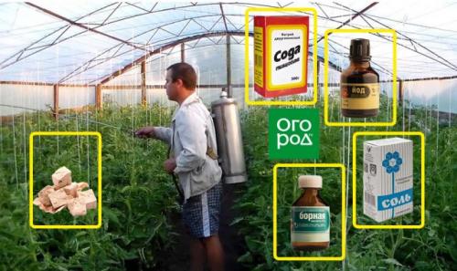 Томат ямал 200. Описание и характеристика