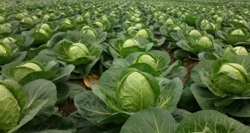 Какие заморозки переносит капуста. Описание культуры