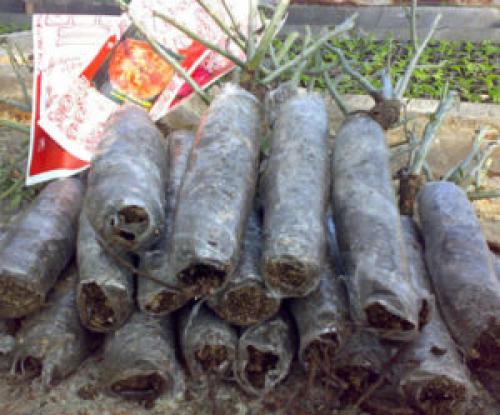 Как правильно посадить яблоню с прививкой. Инструкция, как правильно посадить яблоню весной