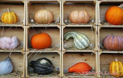 Как хранить тыкву в квартире. Как правильно хранить тыкву в домашних условиях