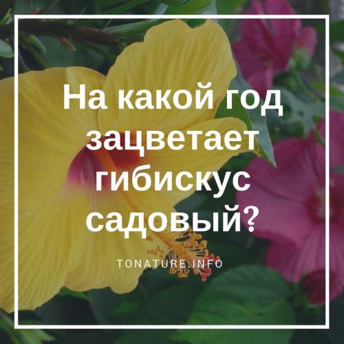 Гибискус цветет когда. Особенности выращивания гибискуса 07 Гибискус цветет когда. Особенности выращивания гибискуса 07
