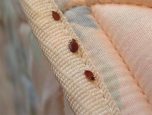 Как найти клопов в квартире. Как найти, где прячутся клопы в квартире и как их уничтожить? 02