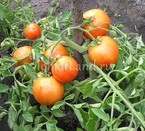 Характеристика сорта томата санька. Описание и характеристика сорта томата Санька, отзывы, фото