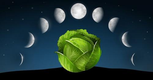 В какие дни квасят капусту на зиму. Когда квасить капусту в 2019 году