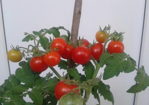 Можно ли выращивать в одной теплице помидоры и огурцы. Можно ли сажать томаты рядом с огурцами в теплице. Маленькие секреты
