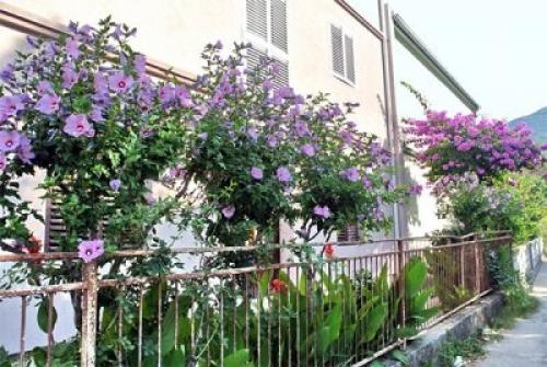 Гибискус это. Гибискус