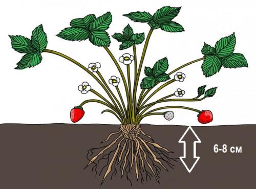 Как сохранить клубнику в теплице зимой. Сроки укрывания клубники