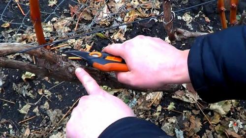 Тонкая лоза у винограда. Обрезка пятилетнего куста винограда