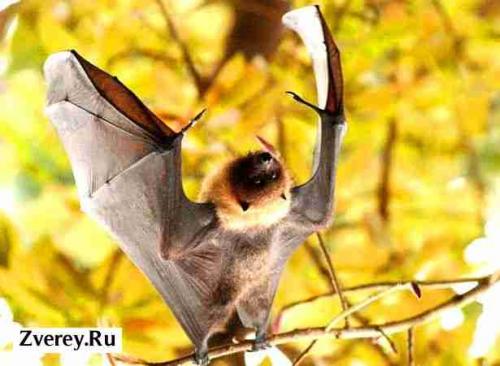 Где живут летучие мыши. Излюбленные места расселения 08 Где живут летучие мыши. Излюбленные места расселения 08