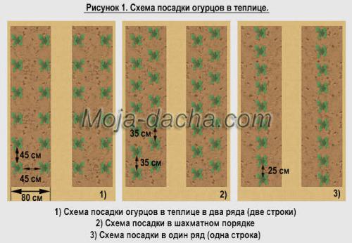 Можно ли в одной теплице выращивать огурцы и помидоры. Можно ли сажать огурец и помидор в одной теплице 09 Можно ли в одной теплице выращивать огурцы и помидоры. Можно ли сажать огурец и помидор в одной теплице 09