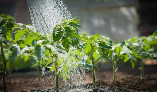 Томат Розовый медовый. Подкормки и полив
