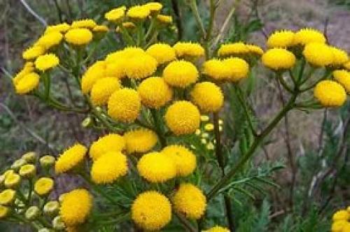 Как выглядят клопы бельевые. Разновидности клопов 05