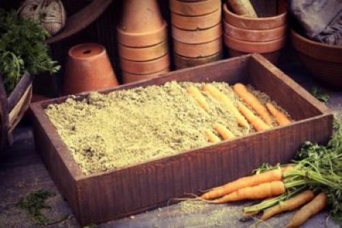 Уборка и хранение моркови на зиму. Хранение моркови на зиму в домашних условиях 11