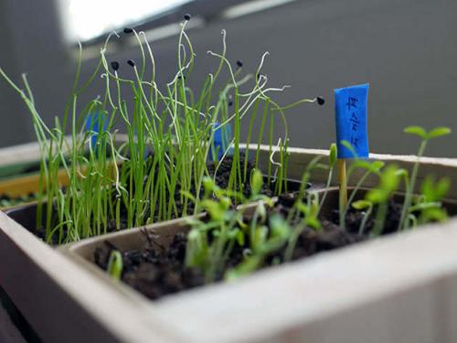 Выращивание зелени в теплице рентабельность. Описание проекта 02 Выращивание зелени в теплице рентабельность. Описание проекта 02