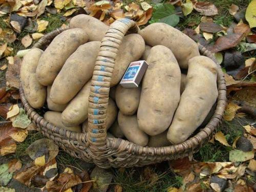 Картофель гранада. Описание сорта