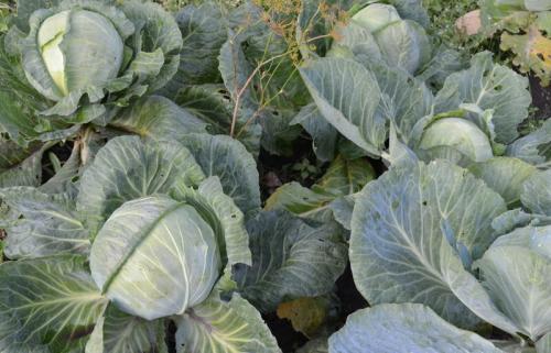 Когда убирать капусту и морковь. Когда убирать капусту по Лунному календарю