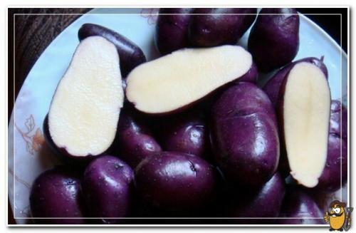 Цыганка сорт картофеля. Цыганка 02 Цыганка сорт картофеля. Цыганка 02