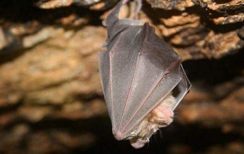 Как размножаются летучие мыши. Описание и особенности