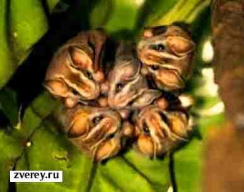 Где живут летучие мыши. Излюбленные места расселения 10 Где живут летучие мыши. Излюбленные места расселения 10