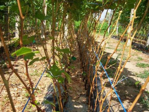 Не вызрела лоза, как спасти саженец. Дозревает ли лоза винограда после укрытия