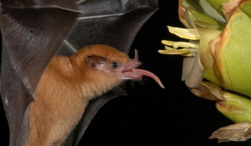 Где живут летучие мыши. Излюбленные места расселения 05 Где живут летучие мыши. Излюбленные места расселения 05