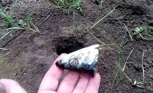 Борьба с кротами народными средствами. Как прогнать крота с дачного участка?! 5 эффективных способов