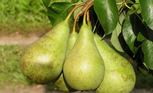 Как сохранить груши Конференция. Описание груши Конференция