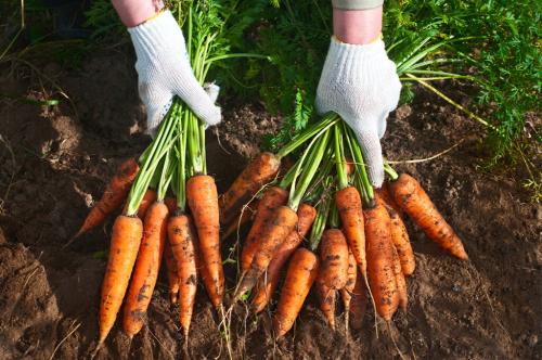 Уборка моркови 2019. Когда убирать морковь в 2019