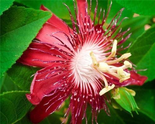 Пассифлора 03