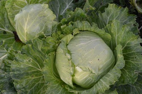 Когда убирать капусту и морковь. Когда убирать капусту по Лунному календарю