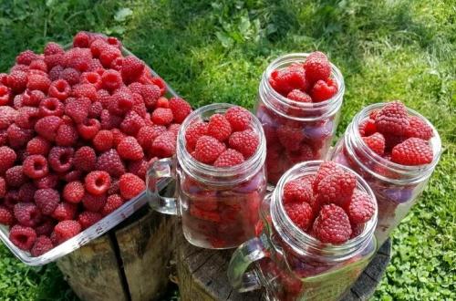 Посадка малины осенью удобрения. Чем я малину осенью подкармливаю: самая ценная шпаргалка + таблица норм внесения. И чем подкармливать нельзя