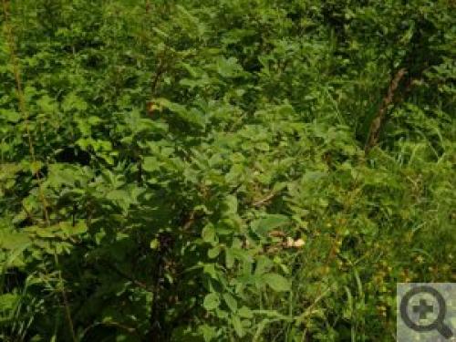 Сушка шиповника в электрической духовке. Как сушить шиповник в духовке электрической? 06 Сушка шиповника в электрической духовке. Как сушить шиповник в духовке электрической? 06