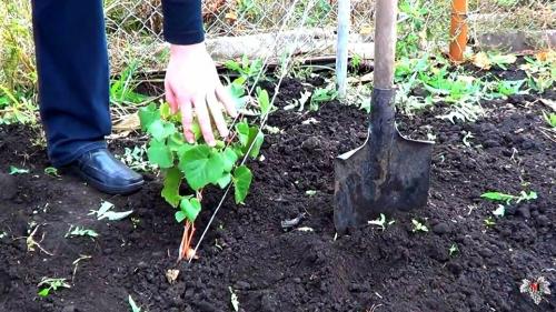 Если виноград не вызрел, что с ним делать. Не вызрела лоза. Как спасти саженец винограда?