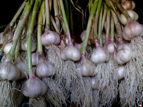 Яровой чеснок урожайность. Как вырастить крупный яровой чеснок. Рекомендации бывалых дачников