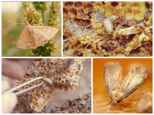 Настойка восковой моли рецепт. В чем польза и вред пчелиной огневки?