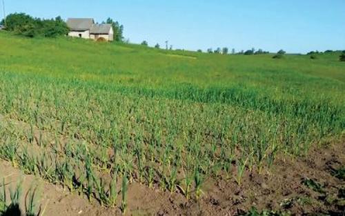 Чеснок бенефис. Будет ли выгодным чесночный бизнес?