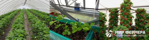 Как выращивать клубнику в теплице зимой. Выращивание клубники зимой