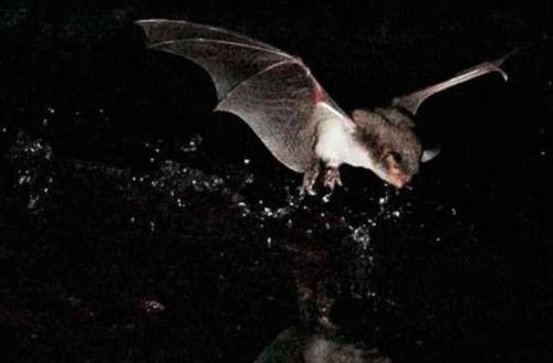 Где живут летучие мыши. Излюбленные места расселения 02 Где живут летучие мыши. Излюбленные места расселения 02