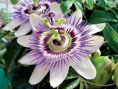 Пассифлора 04