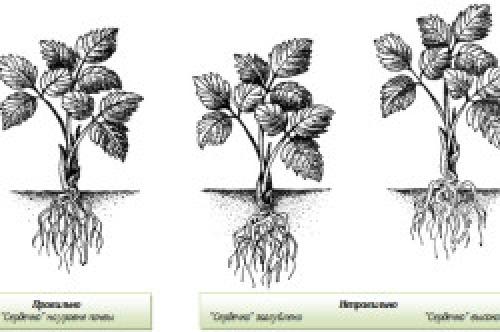 Как выращивать клубнику в теплице зимой. Выращивание клубники зимой 10 Как выращивать клубнику в теплице зимой. Выращивание клубники зимой 10