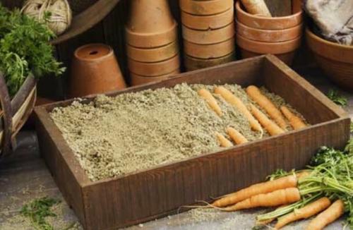 Уборка и хранение моркови на зиму. Хранение моркови на зиму в домашних условиях