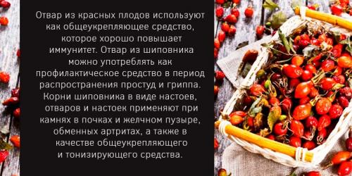 Как чистить шиповник для сушки. Как заготовить и сохранить шиповник