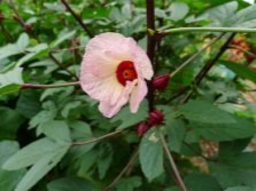 Гибискус это. Гибискус