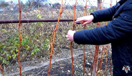 Тонкая лоза у винограда. Обрезка пятилетнего куста винограда