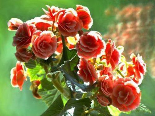 Как сохранить бегонию клубневую. Подготовка к периоду покоя 01