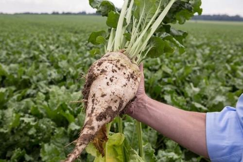 Свёкла кормовая. Выращивание кормовой свеклы для животных